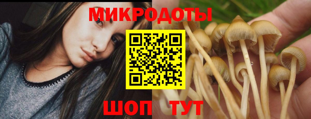 Галлюциногенные грибы Psilocybe Дивногорск